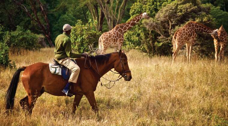 Horseback Safaris