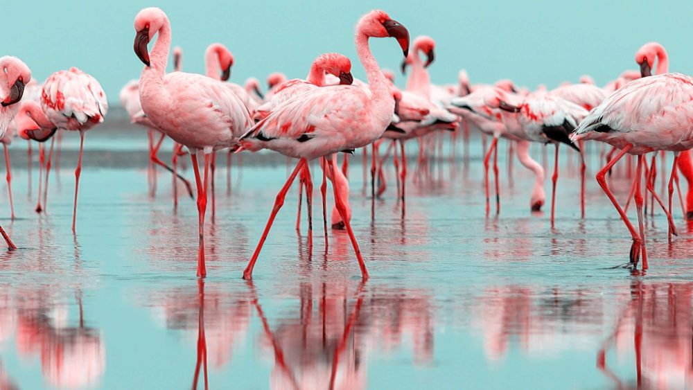 Wild african birds. Group birds of pink african flamingos  walking around the blue lagoon on a sunny day