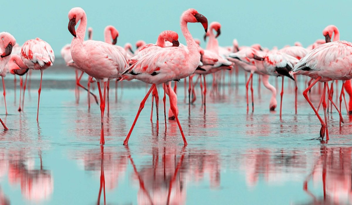 Wild african birds. Group birds of pink african flamingos walking around the blue lagoon on a sunny day