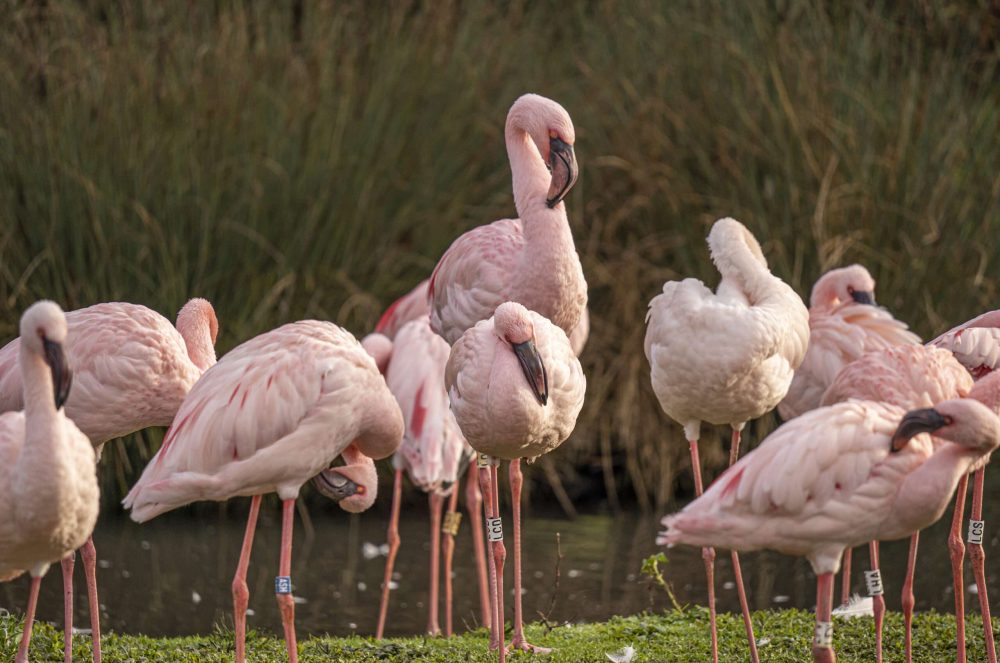Group of Pink flamingos in nature at sunset time