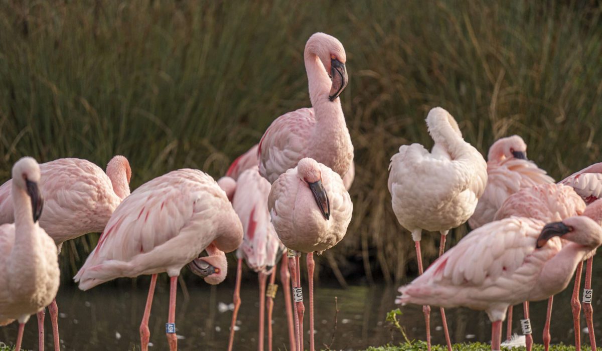 Group of Pink flamingos in nature at sunset time