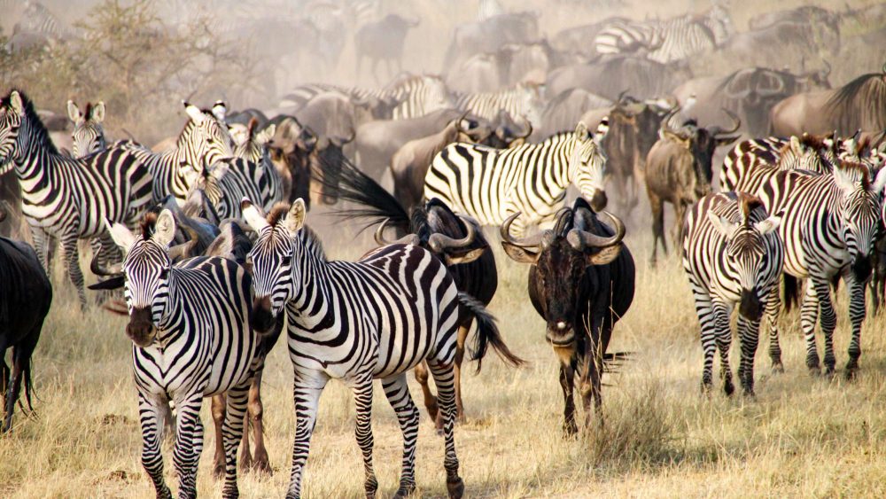 The big migration, Serengeti National Park, Tanzania
