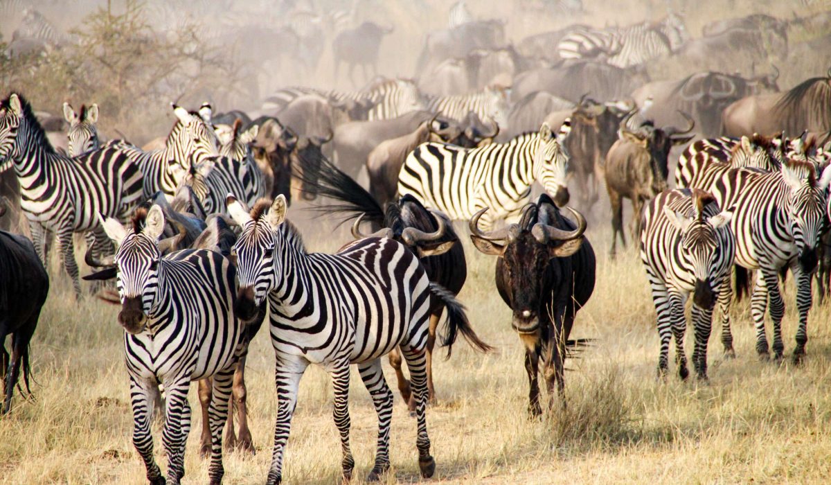 The big migration, Serengeti National Park, Tanzania